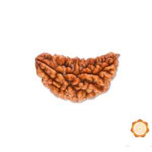 1 Mukhi Rudraksha