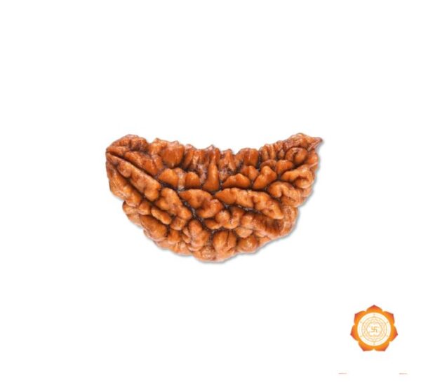 1 Mukhi Rudraksha