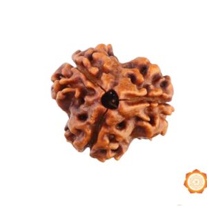 3 Mukhi Rudraksha