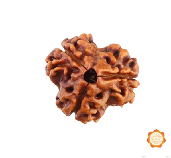 3 Mukhi Rudraksha