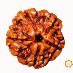 5 Mukhi Rudraksha
