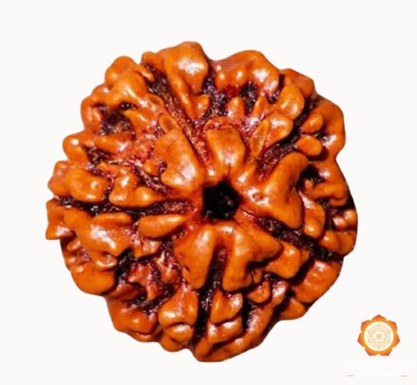 5 Mukhi Rudraksha