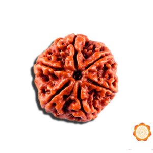 6 Mukhi Rudraksha