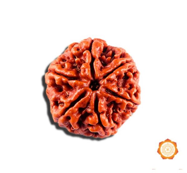 6 Mukhi Rudraksha
