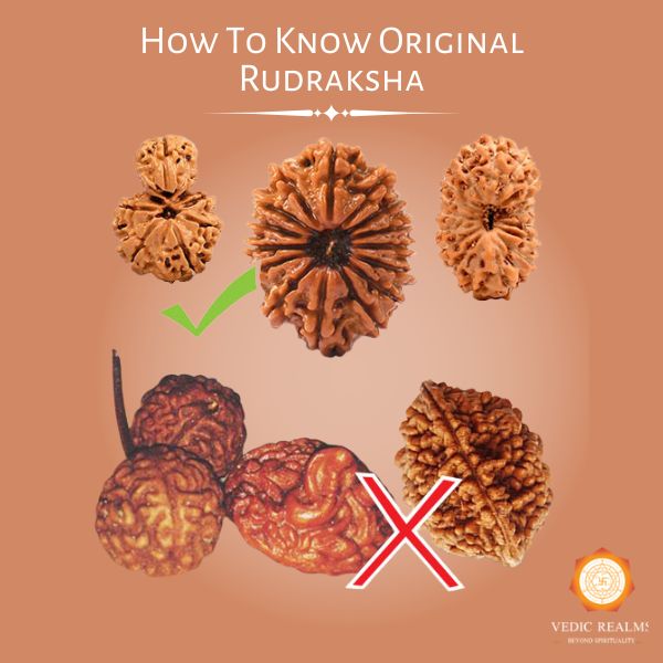 How To Know Original Rudraksha? 5 Easy Ways to Find Originality